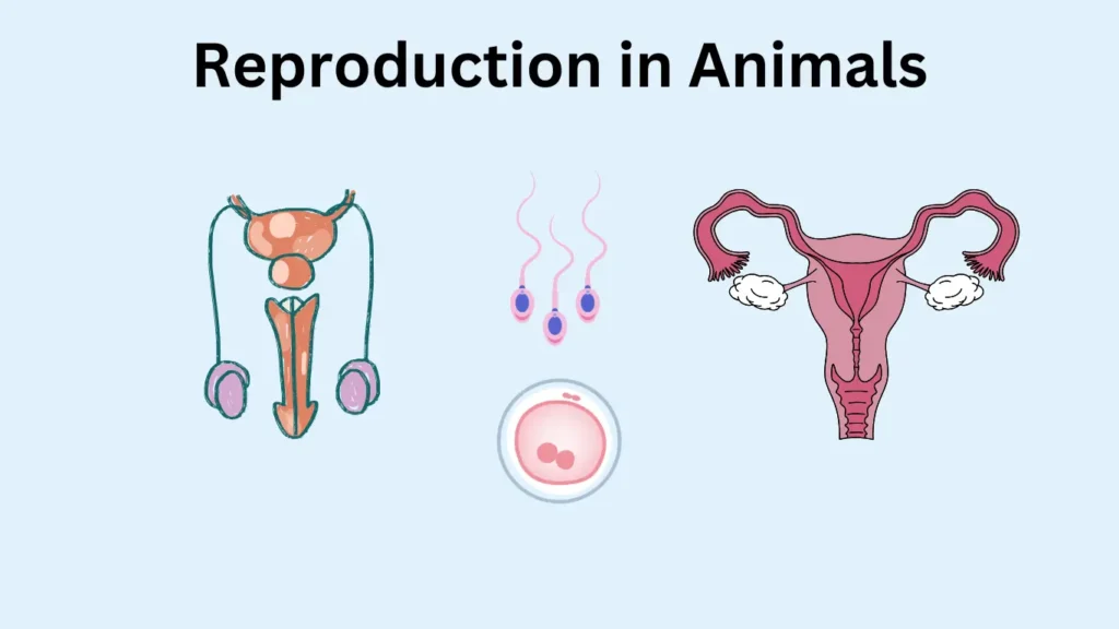 Reproduction in Animals